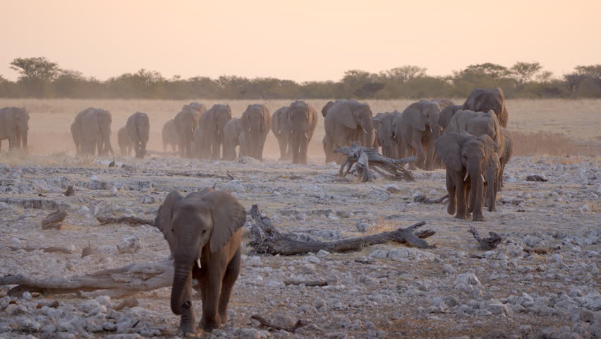 A herd of African elephants approaching a waterhole at sunset, Etosha National Park, Namibia.