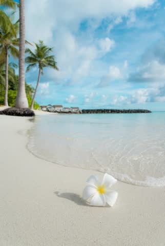 a surfy summer beach scene