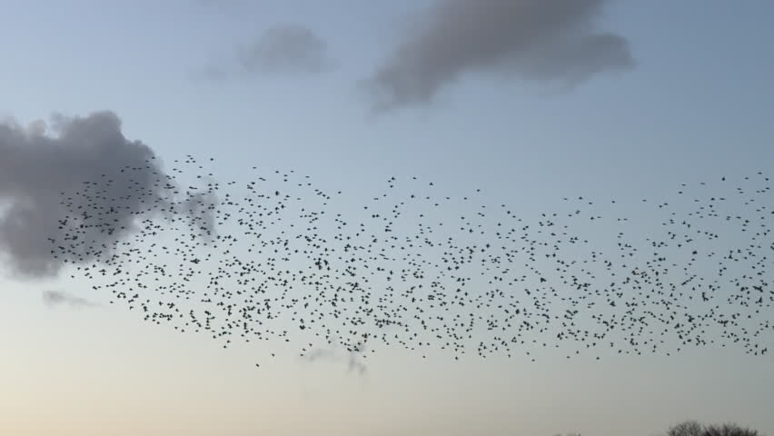 Large flock of birds in the evening light fly together to roost in winter time in England making shapes in the sky UK 4K