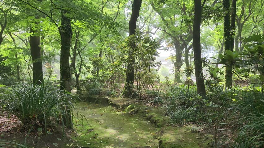 Narrow forest path winds through dense greenery. Moss covers rocks and tree trunks. Lush foliage surrounds the trail. Wooden sign marks the path. Bright green plants fill the scene