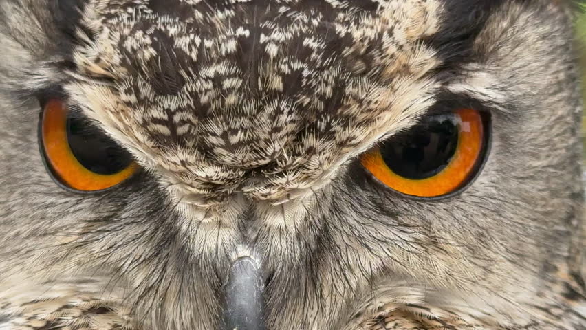 Close up of Eagle owl eyes looking directly at camera large birds face full screen UK 4K