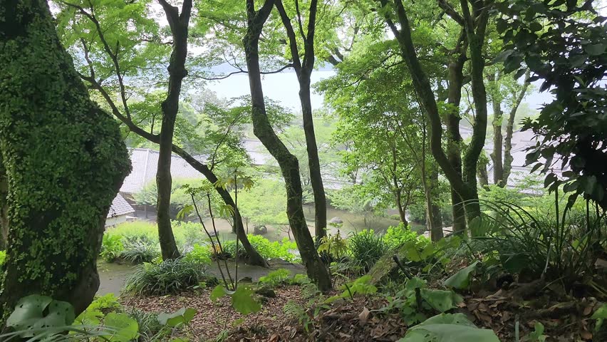 Narrow forest path winds through dense greenery. Moss covers rocks and tree trunks. Lush foliage surrounds the trail. Wooden sign marks the path. Bright green plants fill the scene