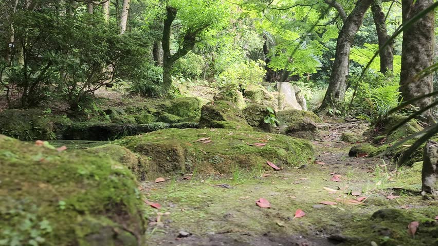 Narrow forest path winds through dense greenery. Moss covers rocks and tree trunks. Lush foliage surrounds the trail. Wooden sign marks the path. Bright green plants fill the scene