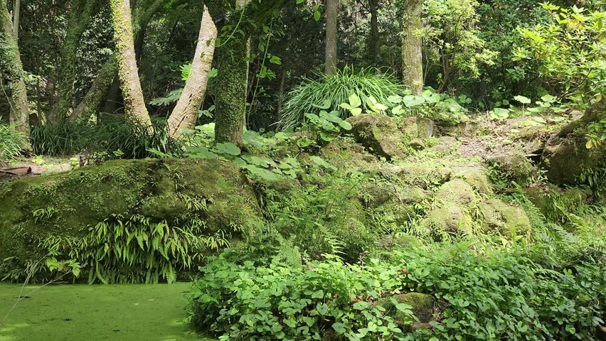 Narrow forest path winds through dense greenery. Moss covers rocks and tree trunks. Lush foliage surrounds the trail. Wooden sign marks the path. Bright green plants fill the scene