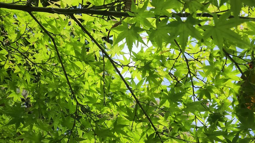 Narrow forest path winds through dense greenery. Moss covers rocks and tree trunks. Lush foliage surrounds the trail. Wooden sign marks the path. Bright green plants fill the scene