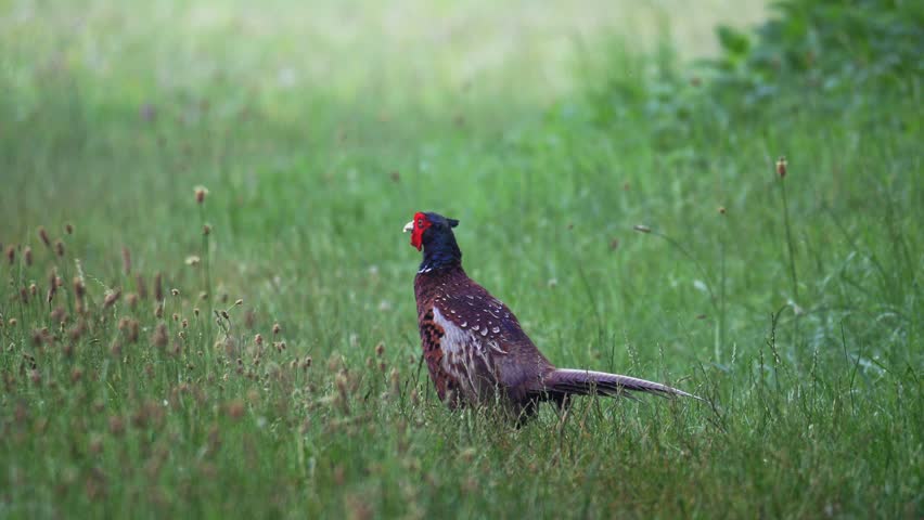 Male Common Pheasant Walking Through Green Meadow in 4K Slow Motion