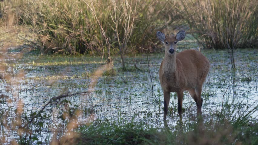 Marsh deer stands alert in shallow wetland surrounded by tall grasses and reeds, with calm daylight mood for wildlife or conservation themes.