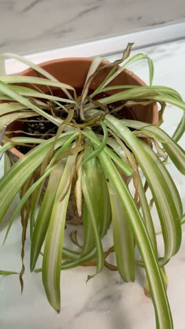 Vertical close up shot of a person using scissors to cut off dead yellow and rotten leaves from a dying chlorophytum spider plant in a pot during home garden care. High quality 4k footage
