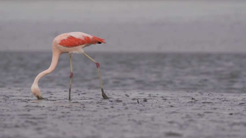 Chilean flamingos wade through shallow mudflats, sweeping their curved bills through the water to feed in soft, gray overcast light.
