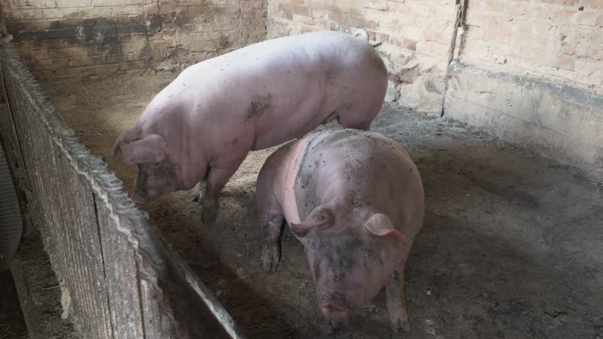 Two large pink pigs with muddy snouts standing together in an old pigsty on a farm