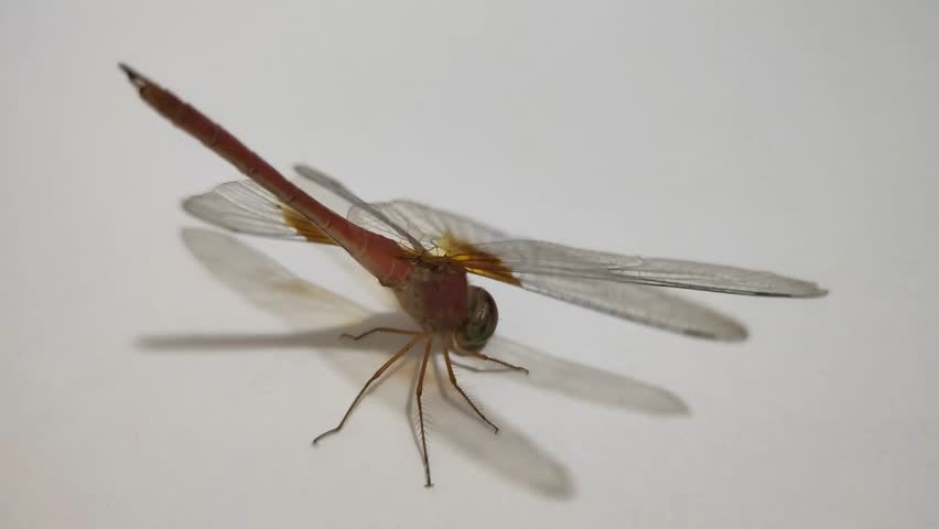 Red dragonfly macro close up isolated on white background. Insect photographed in natural. Detailed shot of insect with transparent wings, compound eyes and hairy legs. High resolution nature wildlife photo for science and education.