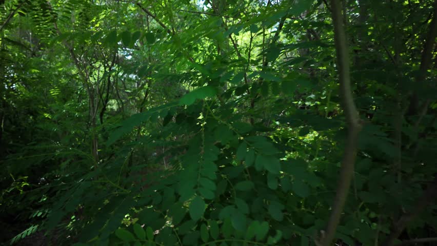 High-quality cinematic 4K video footage capturing the natural environment. Filmed at 24 frames per second with a natural motion blur effect for smooth, realistic movement. Perfect for diverse projects.
