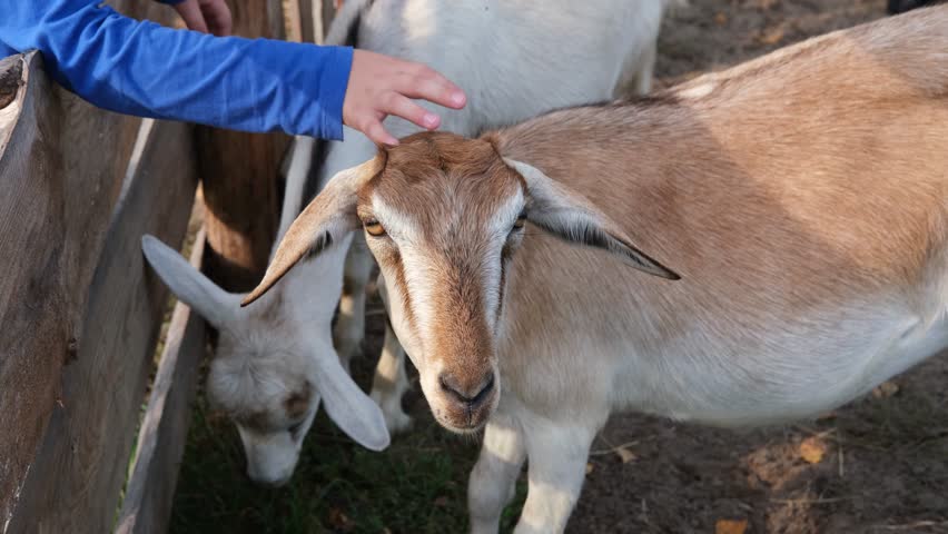 Close-up of a young boy gently petting a friendly farm goat in a rural village during summer