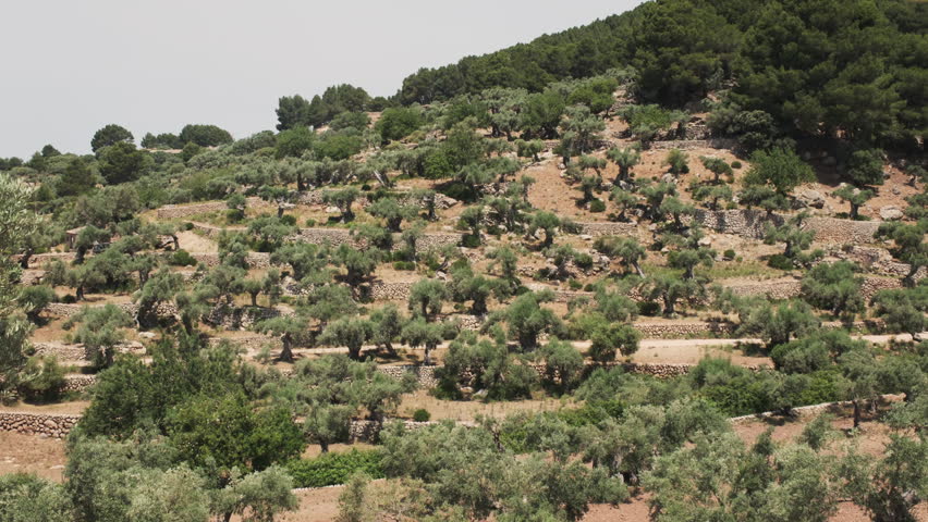 Stone-walled terraces hillside grove of olive trees in the mountain countryside of Mallorca, Spain.