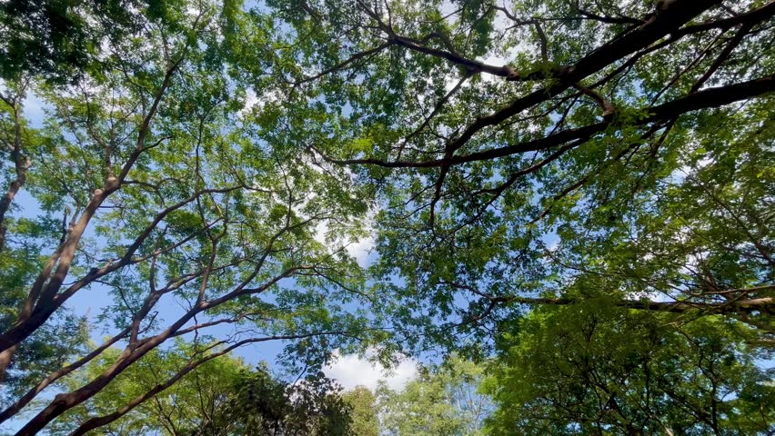 Looking up through tree forest blue sky