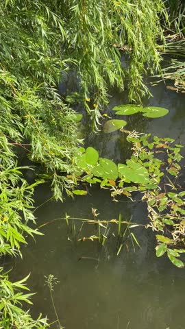 The view of pond with the yellow water lily leaves and flowers and with willow branches behind the bog water.
