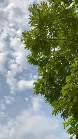 Looking up through tree leaves at a beautiful sky filled with clouds