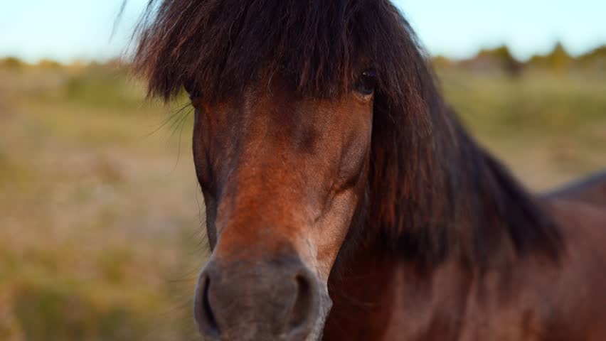 Portrait of brown horse head with dark mane standing in field. Close up view of equine animal in nature. Equestrian lifestyle and wildlife photography concept for farm animal theme.