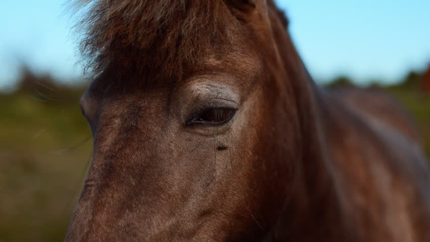 Brown horse looking with eye on field. Close up of equine face outdoors. Animal portrait in nature. Equestrian breeding and domestic mammal pet life concept.