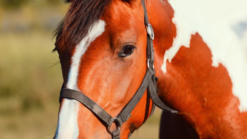 Horse standing in a meadow during summer. Domestic animal on the farm. Equine beauty in nature. Concept of animal husbandry and rural lifestyle. Equestrian sport and countryside freedom.