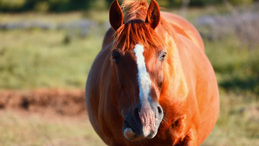 Chestnut horse standing in a grassy field. Close-up portrait of a domestic equine animal looking at the camera. Rural livestock setting during a sunny day.