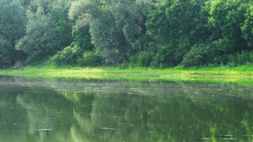 Beautiful static shot of a wild grey heron taking off from a lush green riverbank and flying low over the calm, mirrored water surface on a bright summer day.