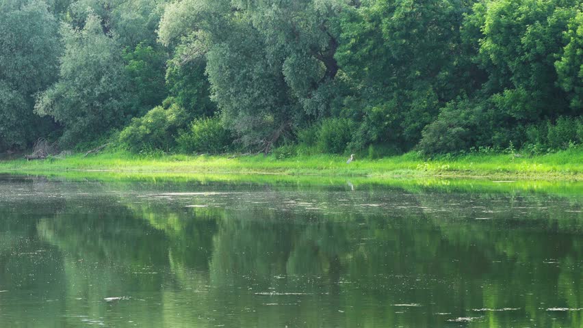 Scenic view of a calm, mirrored river reflecting a dense green forest on a bright sunny day. A wild grey heron stands still on the vibrant green grassy shore, enjoying the peaceful summer morning.