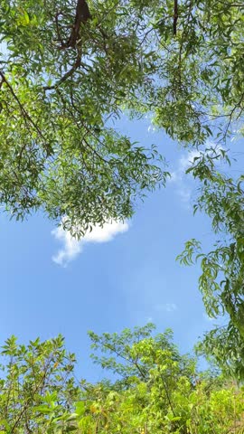Looking up through tree leaves at a beautiful sky filled with cloud.