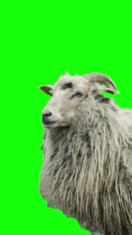 Fluffy sheep looking around on a green screen background.