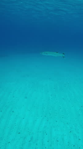 Vertical footage, A lone Great Barracuda swims in the blue depths above the sandy seabed, Slow motion of Great Barracuda or Barra, Sphyraena barracuda