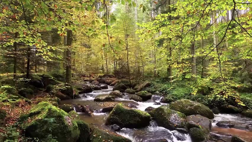 Beautiful Forest Stream Flowing Through Mossy Rocks in Autumn Woods