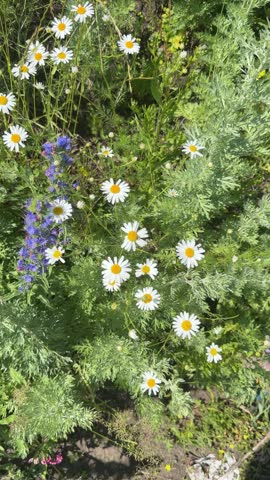 A blooming wild meadow with white chamomile flowers and blue viper