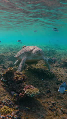 Vertical footage, Front view of Sea turtle feeding small algae from top of coral reef slab in the morning light, tropical fishes swims around Green Sea Turtle, Chelonia mydas Slow motion