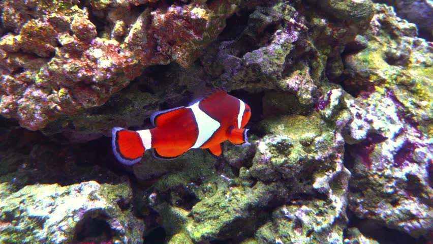 This vibrant saltwater fish is a Misbar Blood Orange Clownfish, a hybrid between a Maroon Clownfish and an Ocellaris Clownfish.