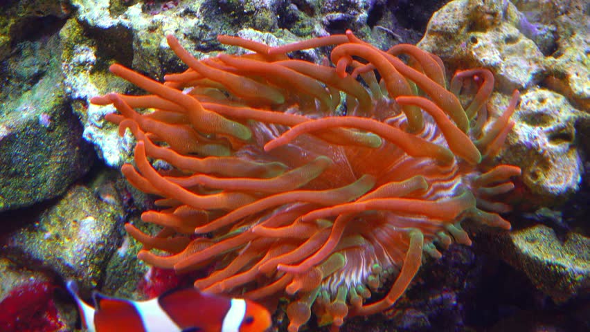 Orange clownfish (or Percula clownfish, Amphiprion percula), recognizable by its bright orange body, white stripes, and distinct black outlines. In the video, the clownfish is depicted inside its host sea anemone (Actiniaria), which provides it with protection from predators. This partnership, or symbiosis, is a classic example of mutualism, in which the fish receives shelter, while the anemone benefits from water cleaning and improved water circulation.