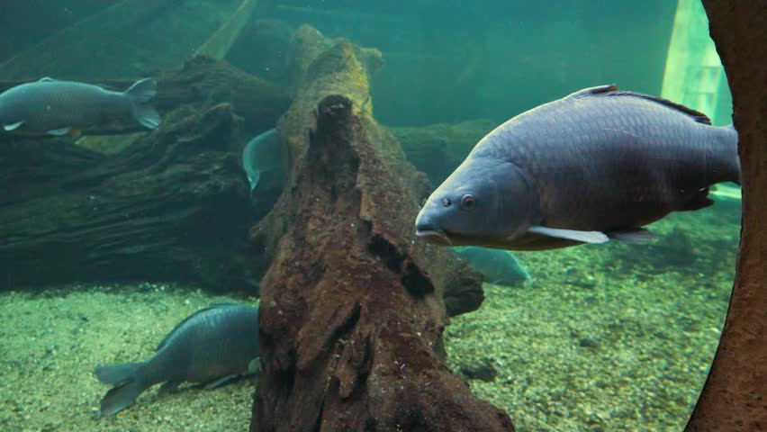 Common carp (Cyprinus carpio), a widely distributed freshwater species inhabiting Eurasia. Individuals typically possess an elongated, laterally compressed body with a grey-green or dull brown coloration and a lighter ventral surface. Key morphological characteristics include a long dorsal fin, a distinctly serrated caudal fin, and four small barbels located near the mouth.