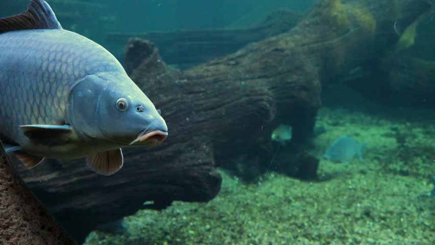 Common carp (Cyprinus carpio), a widely distributed freshwater species inhabiting Eurasia. Individuals typically possess an elongated, laterally compressed body with a grey-green or dull brown coloration and a lighter ventral surface. Key morphological characteristics include a long dorsal fin, a distinctly serrated caudal fin, and four small barbels located near the mouth.