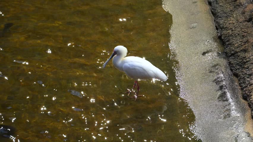 The African spoonbill (Platalea alba) forages in shallow water along the shoreline using its distinctive spoon shaped bill. This large wading bird is characterized by white plumage, a bare red facial patch, and long pink legs. It inhabits marshes, wetlands, floodplains, lagoons, and other shallow freshwater habitats throughout sub Saharan Africa and Madagascar. The species sweeps its grayish blue to purplish spatulate bill from side to side through the water to capture small fish, aquatic insects, and crustaceans.