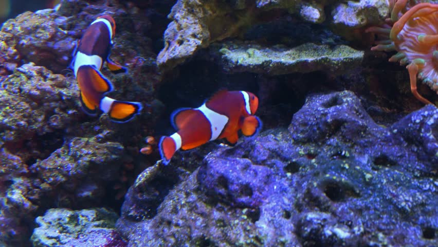The common clownfish (Amphiprion ocellaris), also known as the false clownfish or false percula clownfish, lives in an obligate symbiotic association with sea anemones. Amphiprion ocellaris is an omnivorous species that feeds primarily on algae, zooplankton, and small crustaceans.
