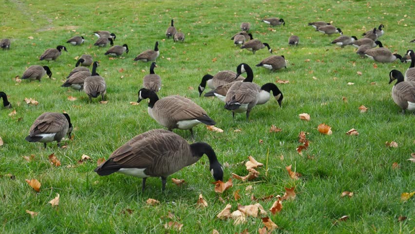 Canada goose (Branta canadensis) feeding in large flocks on open green lawns adjacent to water bodies. These birds are often regarded as a nuisance in public spaces due to the large amount of feces (droppings), damage to turfgrass, and aggressive behavior during the breeding (nesting) period.