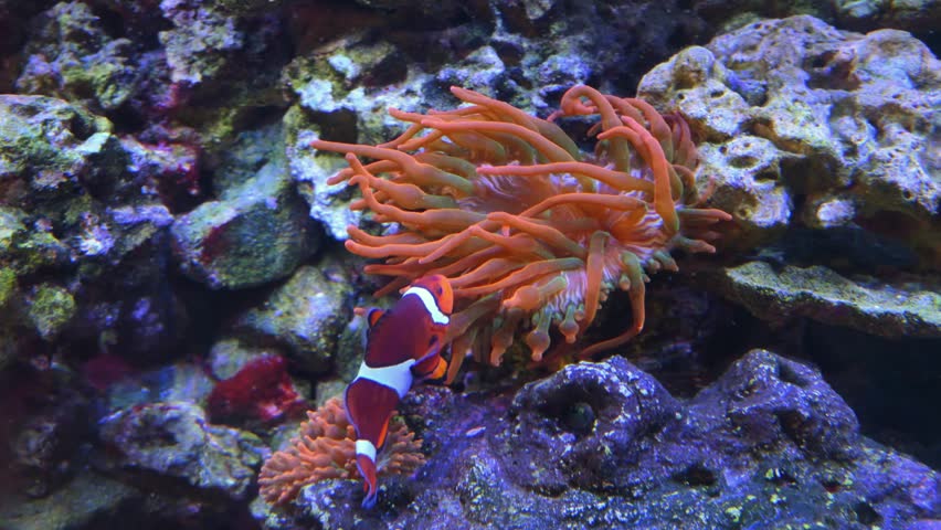 The common clownfish (Amphiprion ocellaris), also known as the false clownfish or false percula clownfish, lives in an obligate symbiotic association with sea anemones. The host anemone provides protection from predators by means of its stinging tentacles, while the clownfish gains a secure habitat and refuge. Amphiprion ocellaris is an omnivorous species that feeds primarily on algae, zooplankton, and small crustaceans.