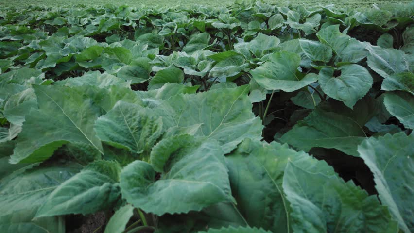 Panning panoramic shot of a middle-growth sunflower foliage and huge leaves fill the cultivated countryside field on season.