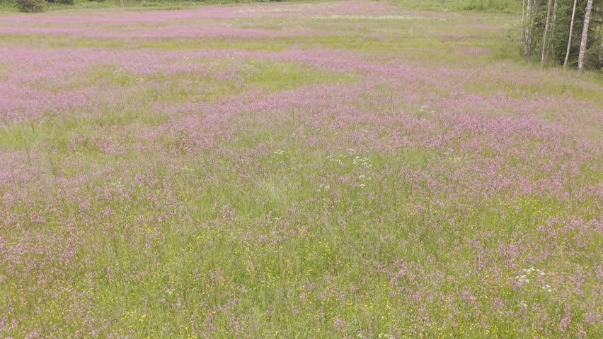 Wide rural meadow filled with soft pink wildflowers and green grasses, bordered by dense forest and young shrubs under muted summer daylight.