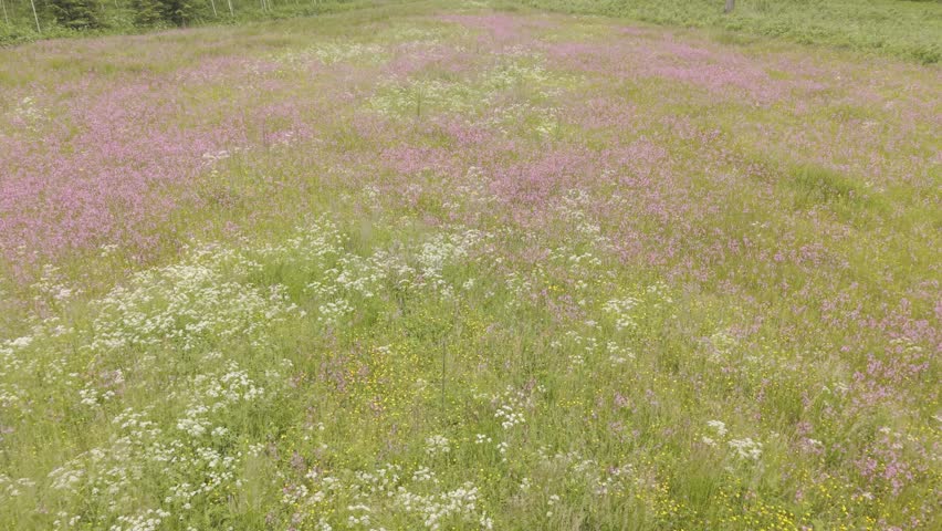 Wide rural meadow filled with soft pink wildflowers and green grasses, bordered by dense forest and young shrubs under muted summer daylight.