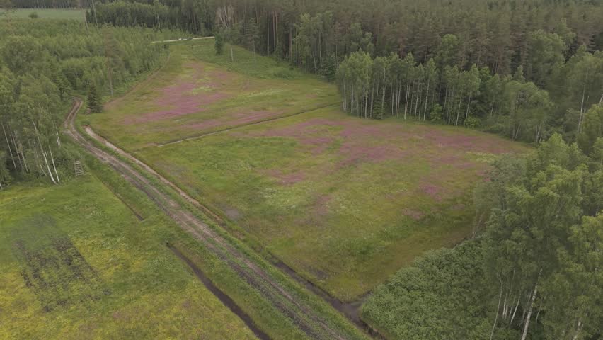 Wide rural meadow filled with soft pink wildflowers and green grasses, bordered by dense forest and young shrubs under muted summer daylight.