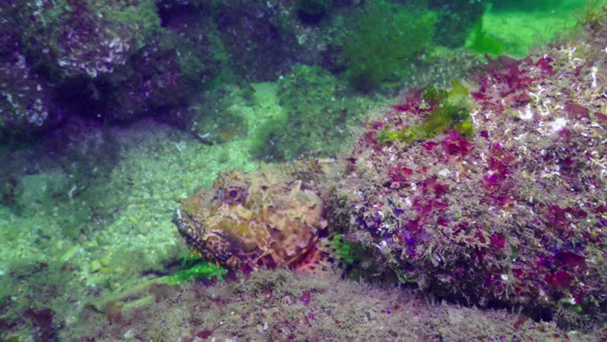 Black scorpionfish swimming away from the camera near a reef rock.