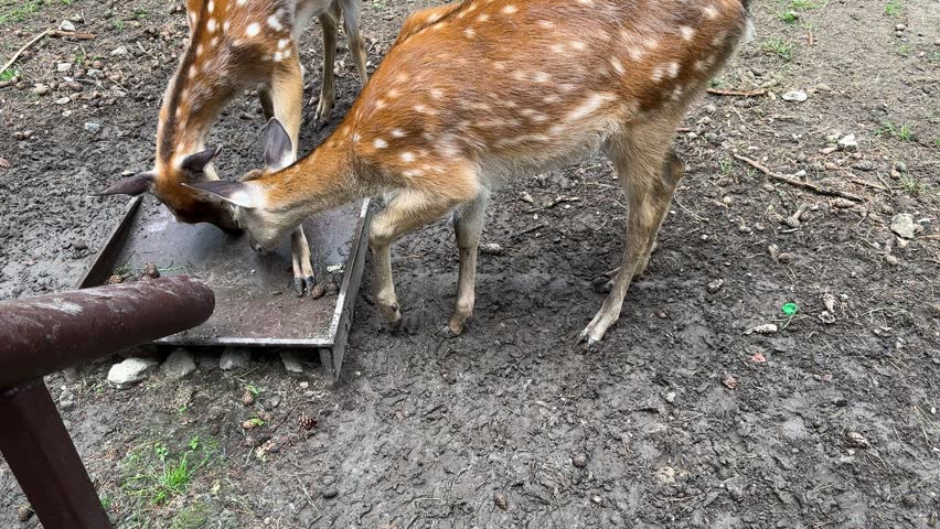 A spotted deer eats from a metal feeder in a wildlife park, a brown deer with white spots in a natural open-air enclosure.