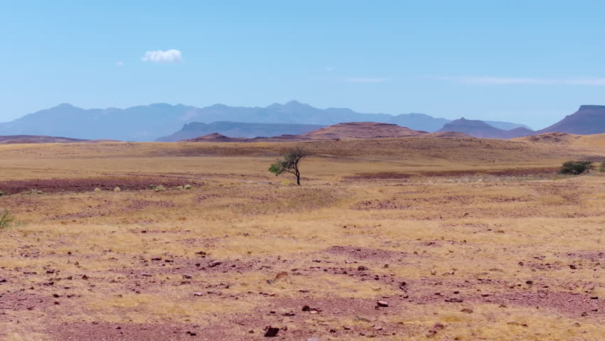 Aerial centred on a lone tree on the vast arid plains of Damaraland with blue mountains beyond. Sparse trees and dry grass stretch across the vast arid plains toward distant blue mesa mountains.