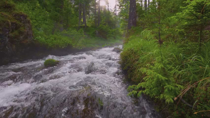 Rushing River Stream Flowing Through Lush Forest with Sunlight