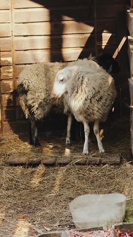 Vertical video. Two sheep rest peacefully in stable on rustic farm in countryside.